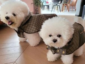 蔡依林萌犬穿3萬Gucci新衣走秀 網友羨慕「狗都穿得比我好」